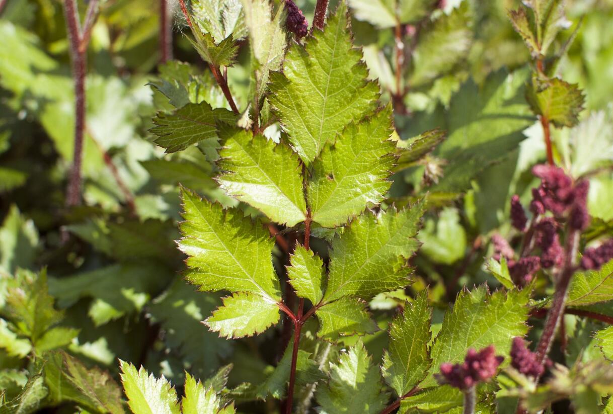 Čechrava čínská 'Visions in Red' - Astilbe chinensis 'Visions in Red'