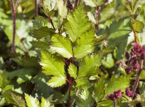 Čechrava čínská 'Visions in Red' - Astilbe chinensis 'Visions in Red'