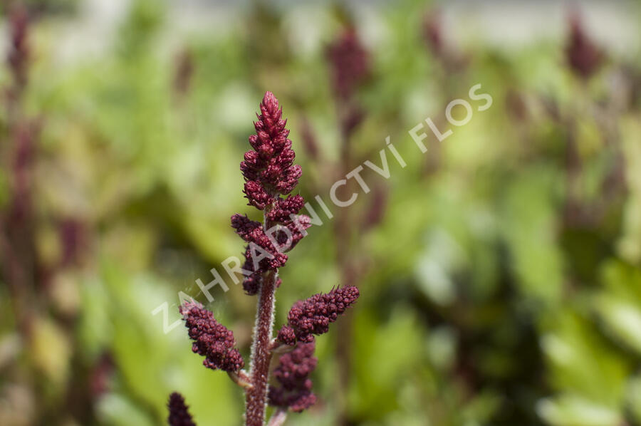 Čechrava čínská 'Visions in Red' - Astilbe chinensis 'Visions in Red'