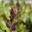 Čechrava čínská 'Visions in Red' - Astilbe chinensis 'Visions in Red'