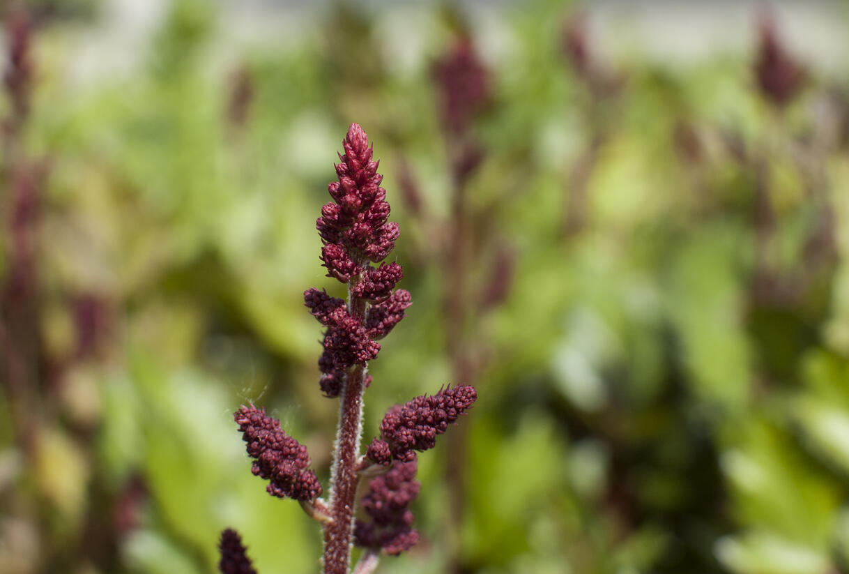 Čechrava čínská 'Visions in Red' - Astilbe chinensis 'Visions in Red'