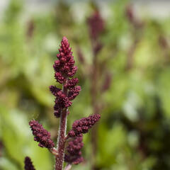 Čechrava čínská 'Visions in Red' - Astilbe chinensis 'Visions in Red'