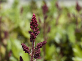Čechrava čínská 'Visions in Red' - Astilbe chinensis 'Visions in Red'