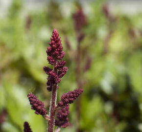 Čechrava čínská 'Visions in Red' - Astilbe chinensis 'Visions in Red'