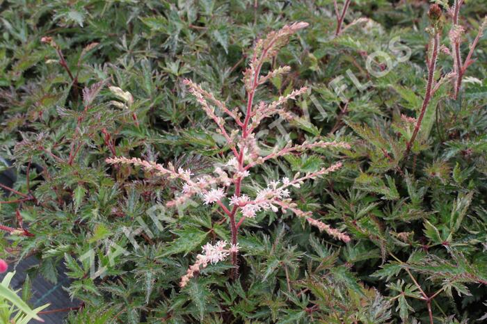Čechrava 'Sprite' - Astilbe simplicifolia 'Sprite'