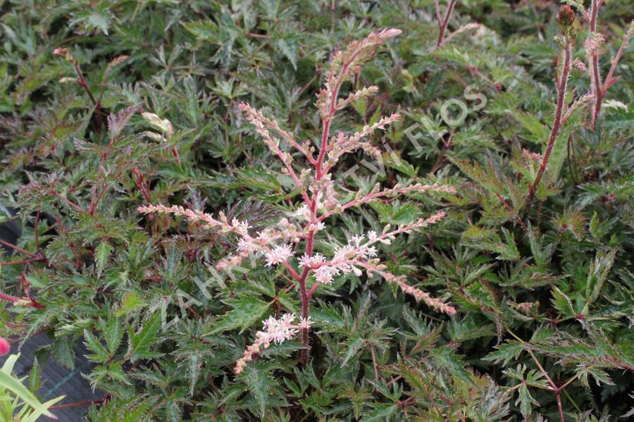 Čechrava 'Sprite' - Astilbe simplicifolia 'Sprite'