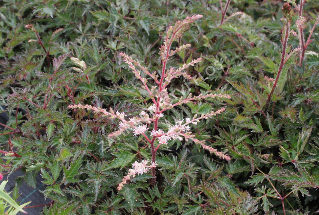 Čechrava jednoducholistá 'Sprite' - Astilbe simplicifolia 'Sprite'