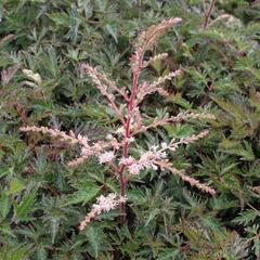 Čechrava 'Sprite' - Astilbe simplicifolia 'Sprite'