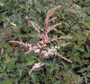 Čechrava 'Sprite' - Astilbe simplicifolia 'Sprite'