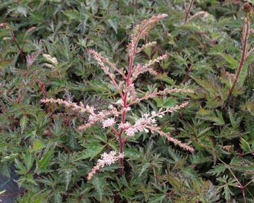 Čechrava jednoducholistá 'Sprite'