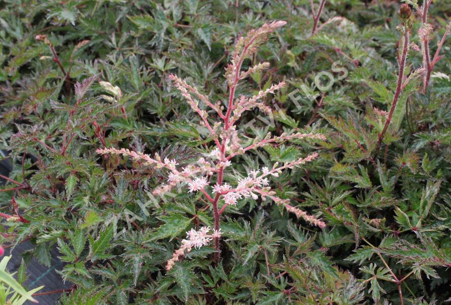 Čechrava jednoducholistá 'Sprite' - Astilbe simplicifolia 'Sprite'