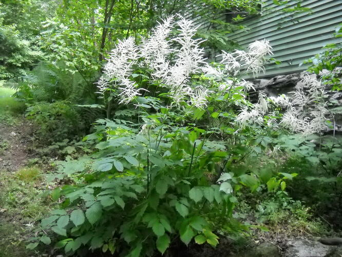 Udatna lesní 'Zweiweltenkind' - Aruncus dioicus 'Zweiweltenkind'