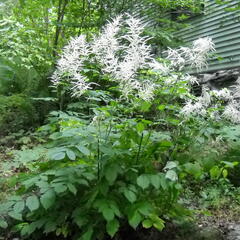 Udatna lesní 'Zweiweltenkind' - Aruncus dioicus 'Zweiweltenkind'