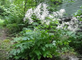 Udatna lesní 'Zweiweltenkind' - Aruncus dioicus 'Zweiweltenkind'