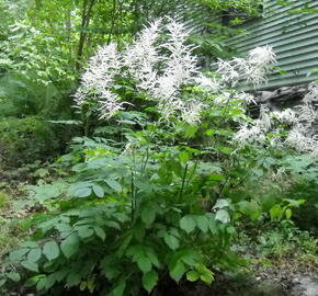 Udatna lesní 'Zweiweltenkind' - Aruncus dioicus 'Zweiweltenkind'