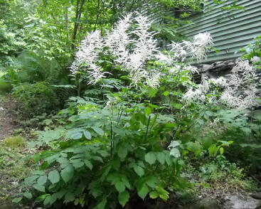 Udatna lesní 'Zweiweltenkind'