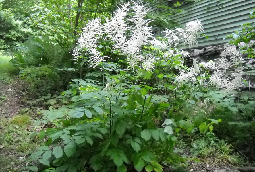 Udatna lesní 'Zweiweltenkind' - Aruncus dioicus 'Zweiweltenkind'