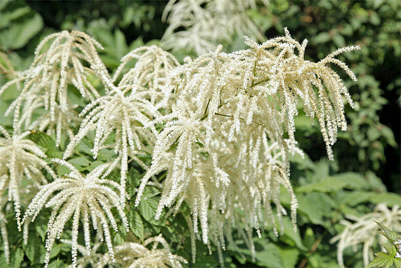 Udatna lesní 'Zweiweltenkind' - Aruncus dioicus 'Zweiweltenkind'