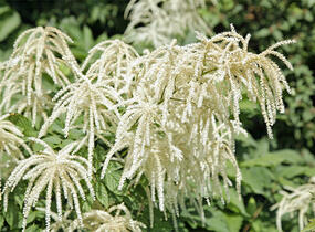 Udatna lesní 'Zweiweltenkind' - Aruncus dioicus 'Zweiweltenkind'