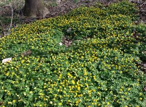 Sasanka pryskyřníkovitá - Anemone ranunculoides