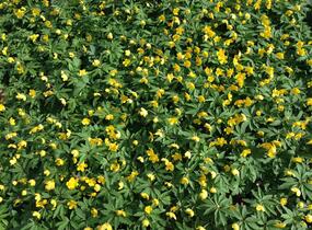 Sasanka pryskyřníkovitá - Anemone ranunculoides