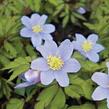 Sasanka hajní 'Robinsoniana' - Anemone nemorosa 'Robinsoniana'