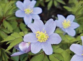 Sasanka hajní 'Robinsoniana' - Anemone nemorosa 'Robinsoniana'