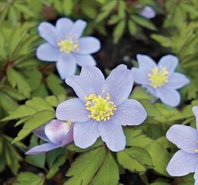 Sasanka hajní 'Robinsoniana' - Anemone nemorosa 'Robinsoniana'