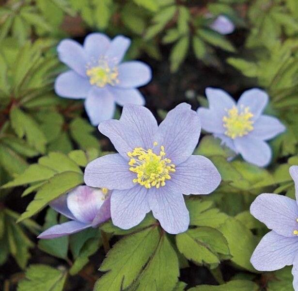 Sasanka hajní 'Robinsoniana' - Anemone nemorosa 'Robinsoniana'