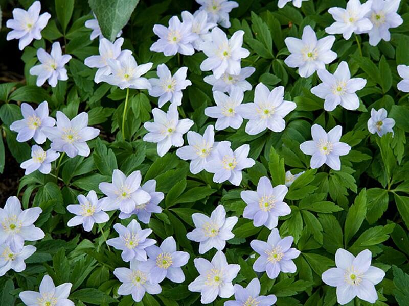 Sasanka hajní 'Robinsoniana' - Anemone nemorosa 'Robinsoniana'