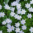 Sasanka hajní 'Robinsoniana' - Anemone nemorosa 'Robinsoniana'