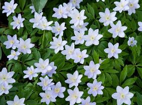 Sasanka hajní 'Robinsoniana' - Anemone nemorosa 'Robinsoniana'