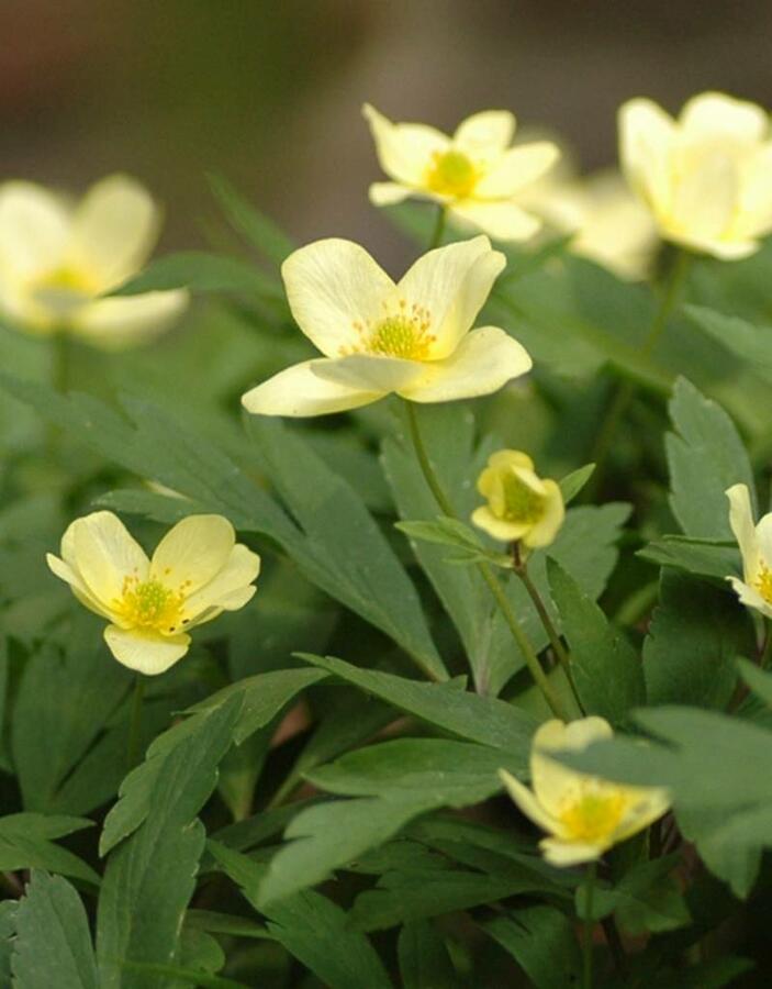 Sasanka - Anemone lipsiensis pallida