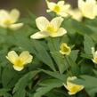 Sasanka - Anemone lipsiensis pallida