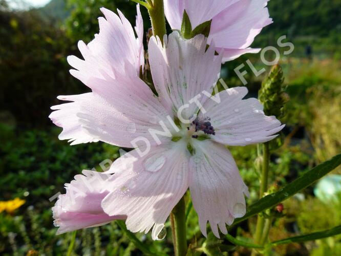 Slézovník jabloňokvětý 'Elsie Heugh' - Sidalcea malviflora 'Elsie Heugh'