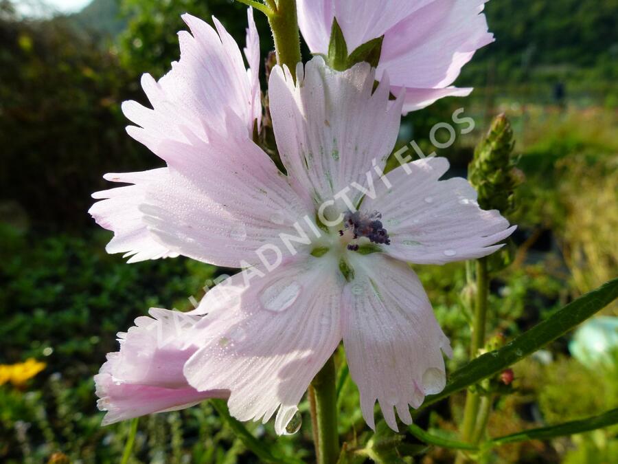 Slézovník jabloňokvětý 'Elsie Heugh' - Sidalcea malviflora 'Elsie Heugh'