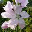 Slézovník jabloňokvětý 'Elsie Heugh' - Sidalcea malviflora 'Elsie Heugh'