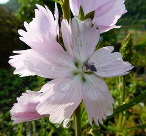 Slézovník jabloňokvětý 'Elsie Heugh' - Sidalcea malviflora 'Elsie Heugh'