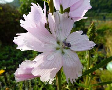 Slézovník jabloňokvětý 'Elsie Heugh'