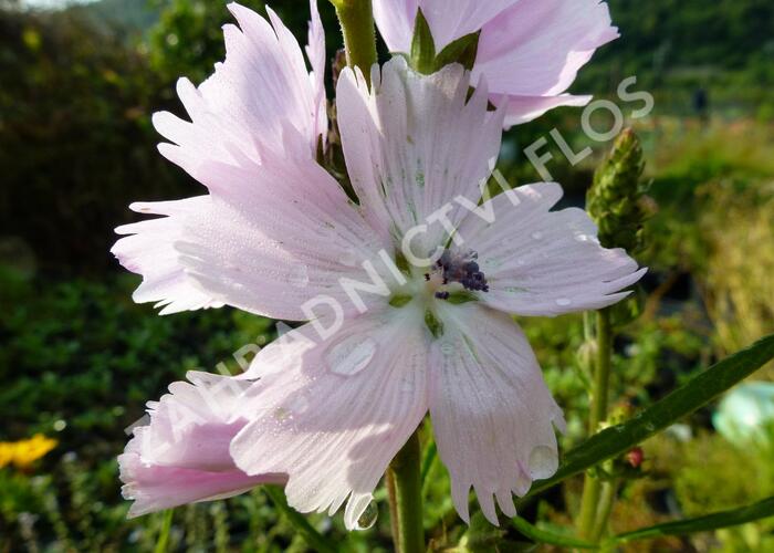 Slézovník 'Elsie Heugh' - Sidalcea malviflora 'Elsie Heugh'