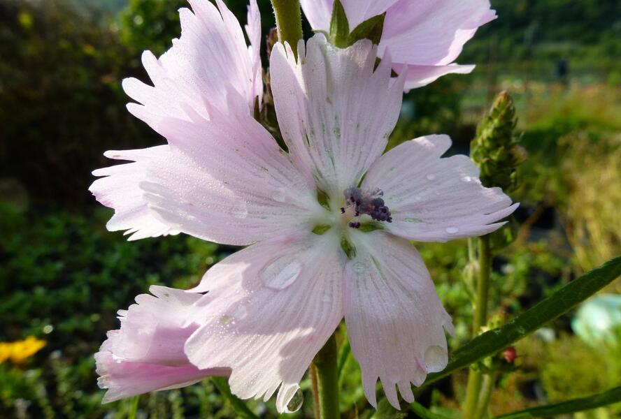 Slézovník jabloňokvětý 'Elsie Heugh' - Sidalcea malviflora 'Elsie Heugh'