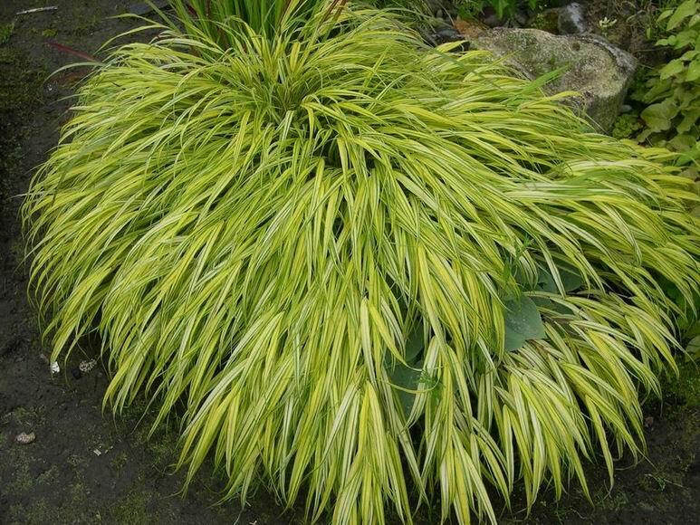 Rákosník japonský 'Aureola' - Hakonechloa macra 'Aureola'