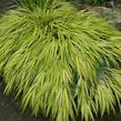 Rákosník japonský 'Aureola' - Hakonechloa macra 'Aureola'