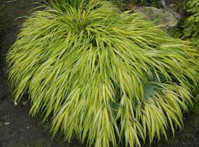 Rákosník japonský 'Aureola' - Hakonechloa macra 'Aureola'
