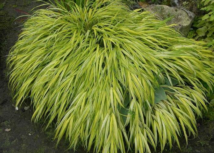 Rákosník japonský 'Aureola' - Hakonechloa macra 'Aureola'