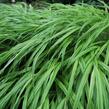 Rákosník japonský 'Aureola' - Hakonechloa macra 'Aureola'