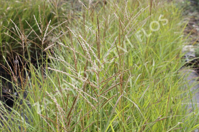 Ozdobnice čínská 'Purple Fall' - Miscanthus sinensis 'Purple Fall'