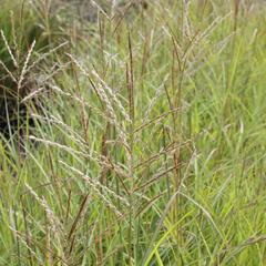 Ozdobnice čínská 'Purple Fall' - Miscanthus sinensis 'Purple Fall'
