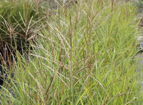 Ozdobnice čínská 'Purple Fall' - Miscanthus sinensis 'Purple Fall'