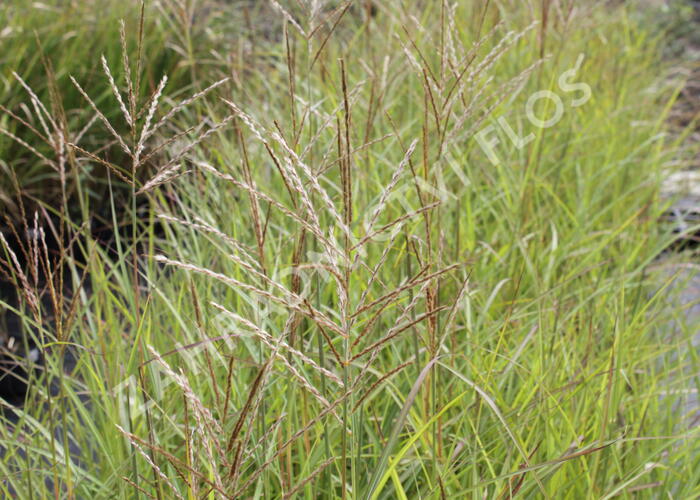 Ozdobnice čínská 'Purple Fall' - Miscanthus sinensis 'Purple Fall'